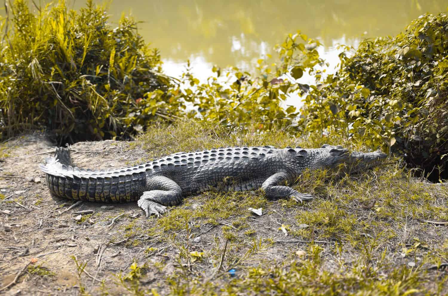 Crocodile at Karamjal of Sundarban, Bangladesh 