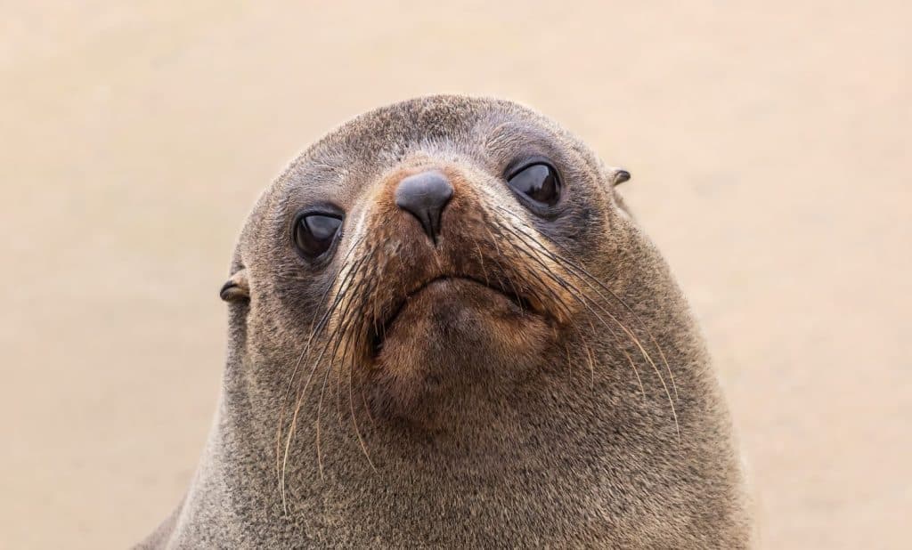 New Zealand Fur Seal portrait