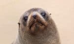 Eared seals