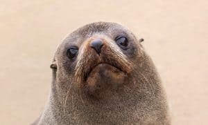 New Zealand Fur Seal portrait