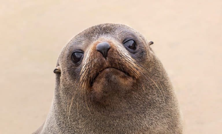 Fur Seal