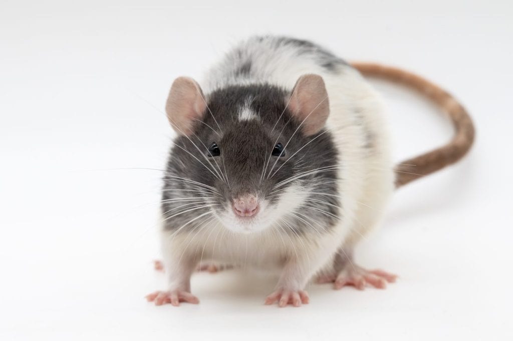 Domestic Pet Fancy Rat Standard Ears
