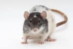 Rat