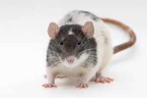 Domestic Pet Fancy Rat Standard Ears