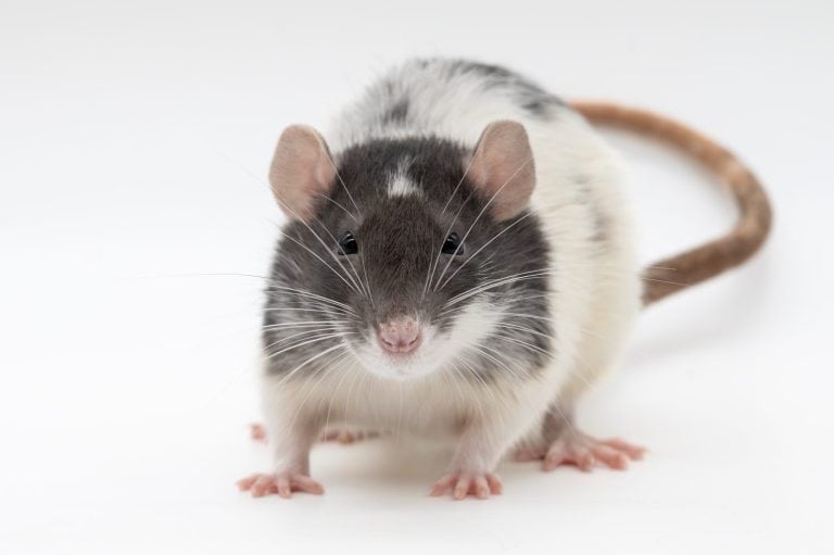 Rat