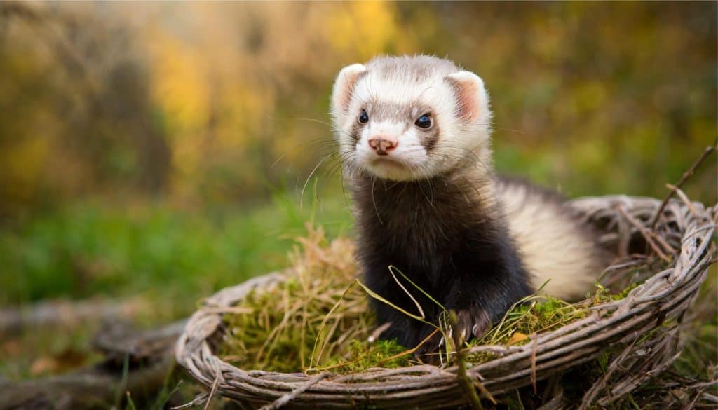 Ferrets are small, long-bodied mammals with short legs. They are known for their playful and curious nature.