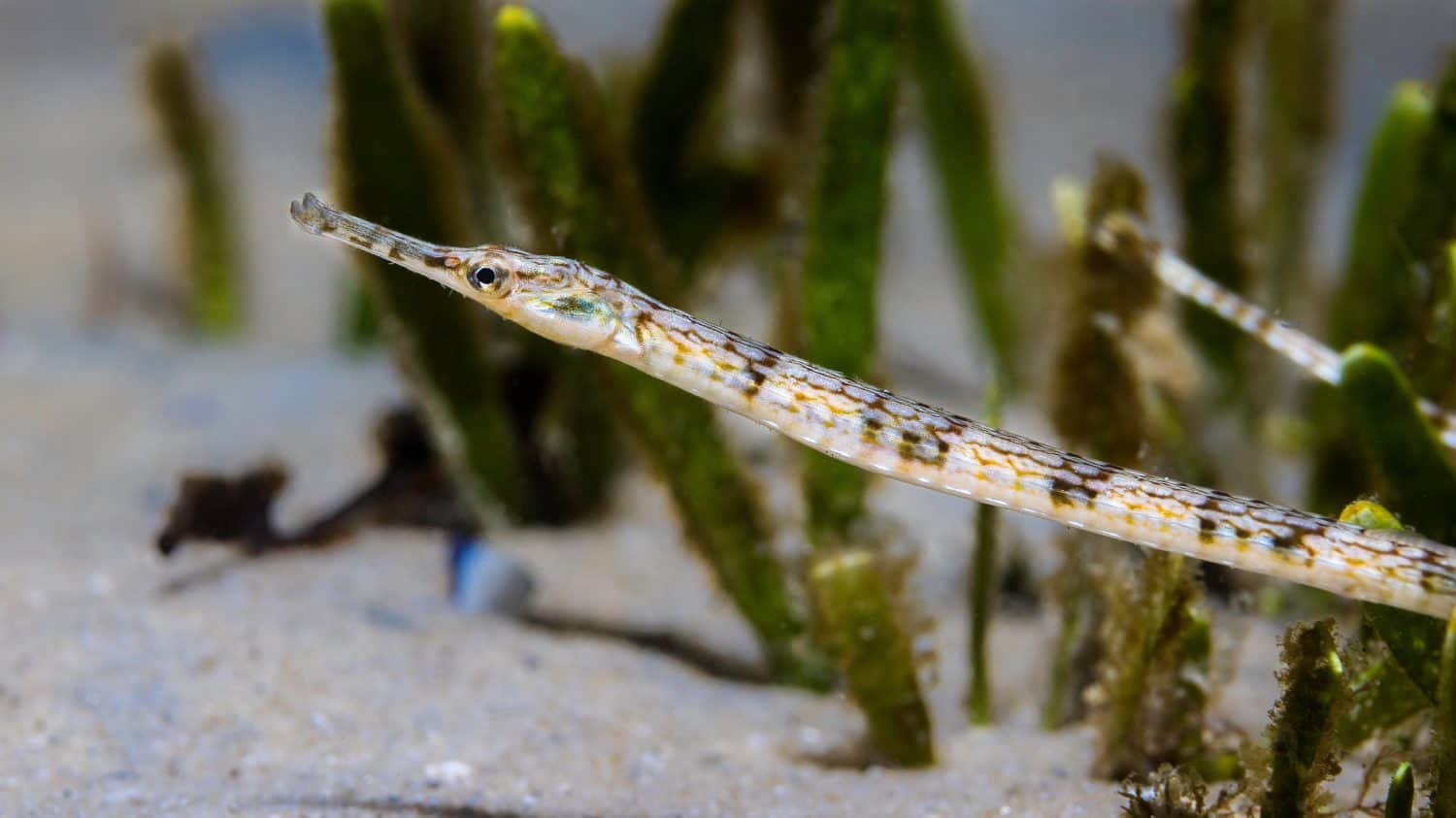 A macro photo of a brown banded Longsnout pipefish (Syngnathus temminckii) closeup