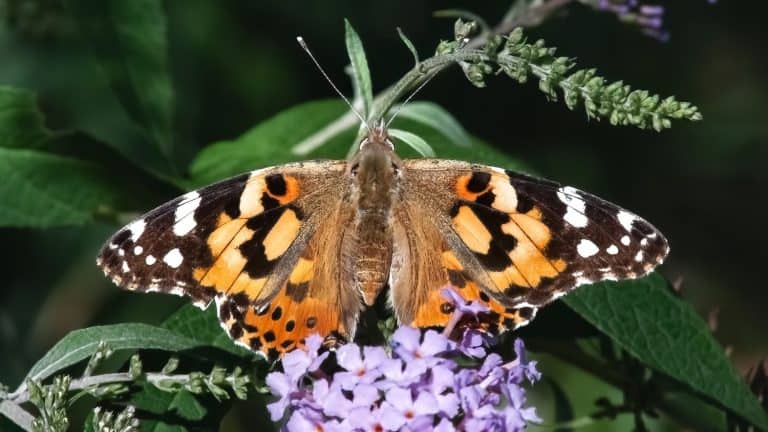 Posterior back view of a Painted Lady Butterfly (Vanessa cardui) feeding and pollinating purple butterfly bush flowers. Long Island, New York, USA