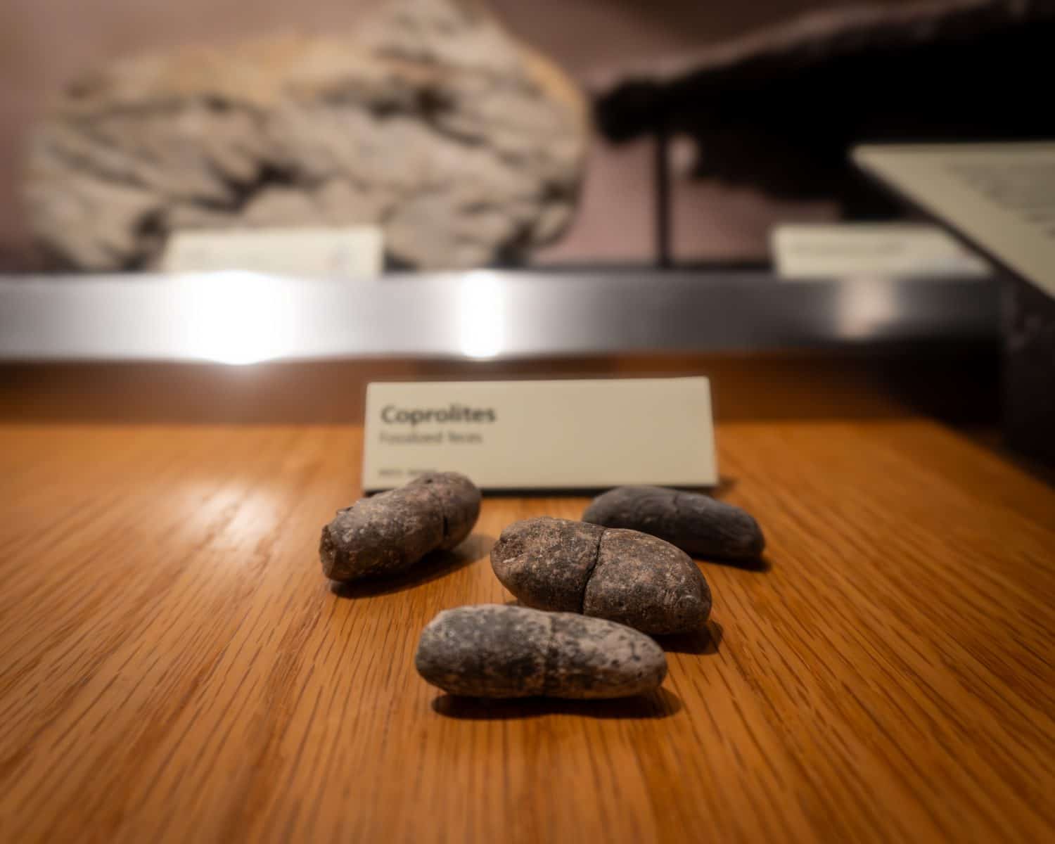 Fossilized dinosaur feces (coprolites) on display at Rainbow Forest Museum and Visitor Center in Petrified Forest National Park, Arizona. Dinosaur droppings or poop fossil. 