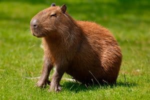 South American capybara in closeup and selective focus
