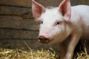 Pigs are free on farm in a pen in mud. Welfare and care of farm animals. Gender selection of livestock. Selective focus.