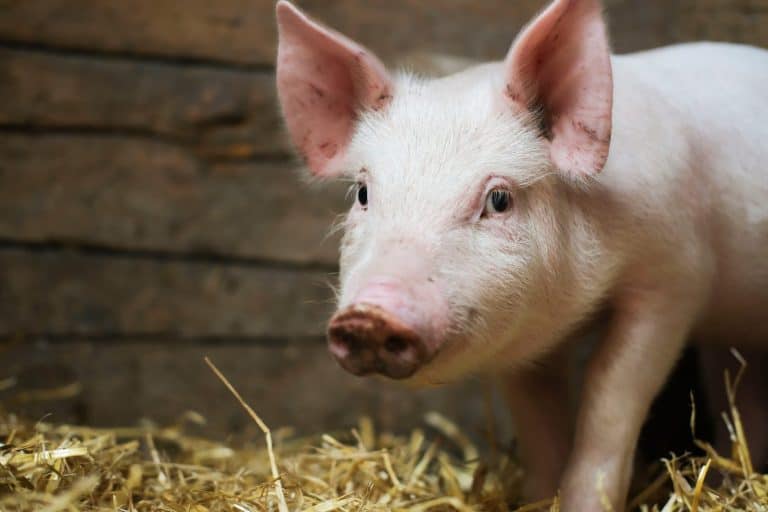 Pig
