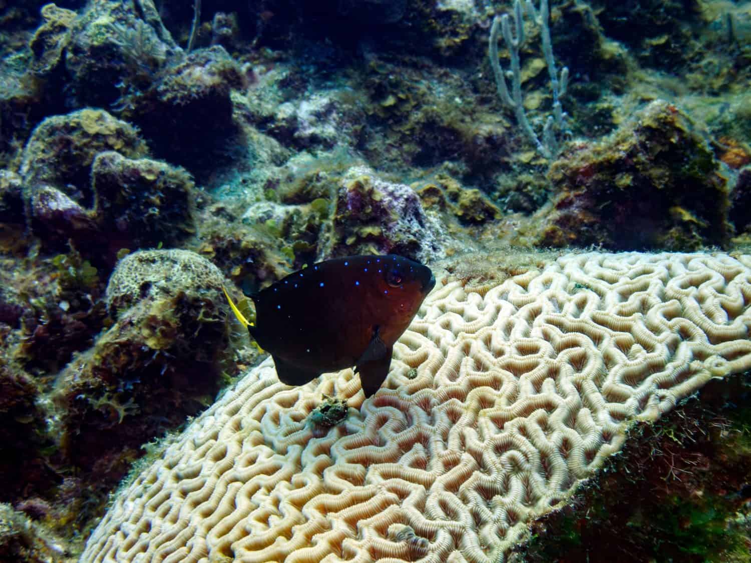 Yellowtail damselfish swimming above a brain coral specimen in the warters of Roatan, Honduras.