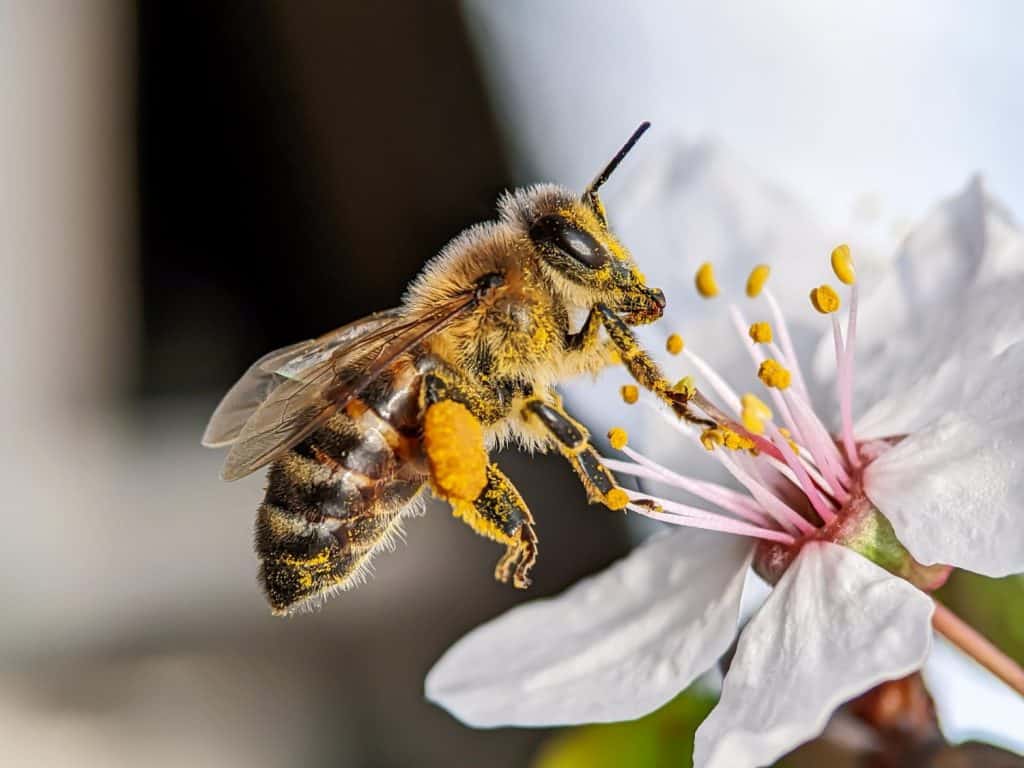 Spring, bee and flower, worker bee