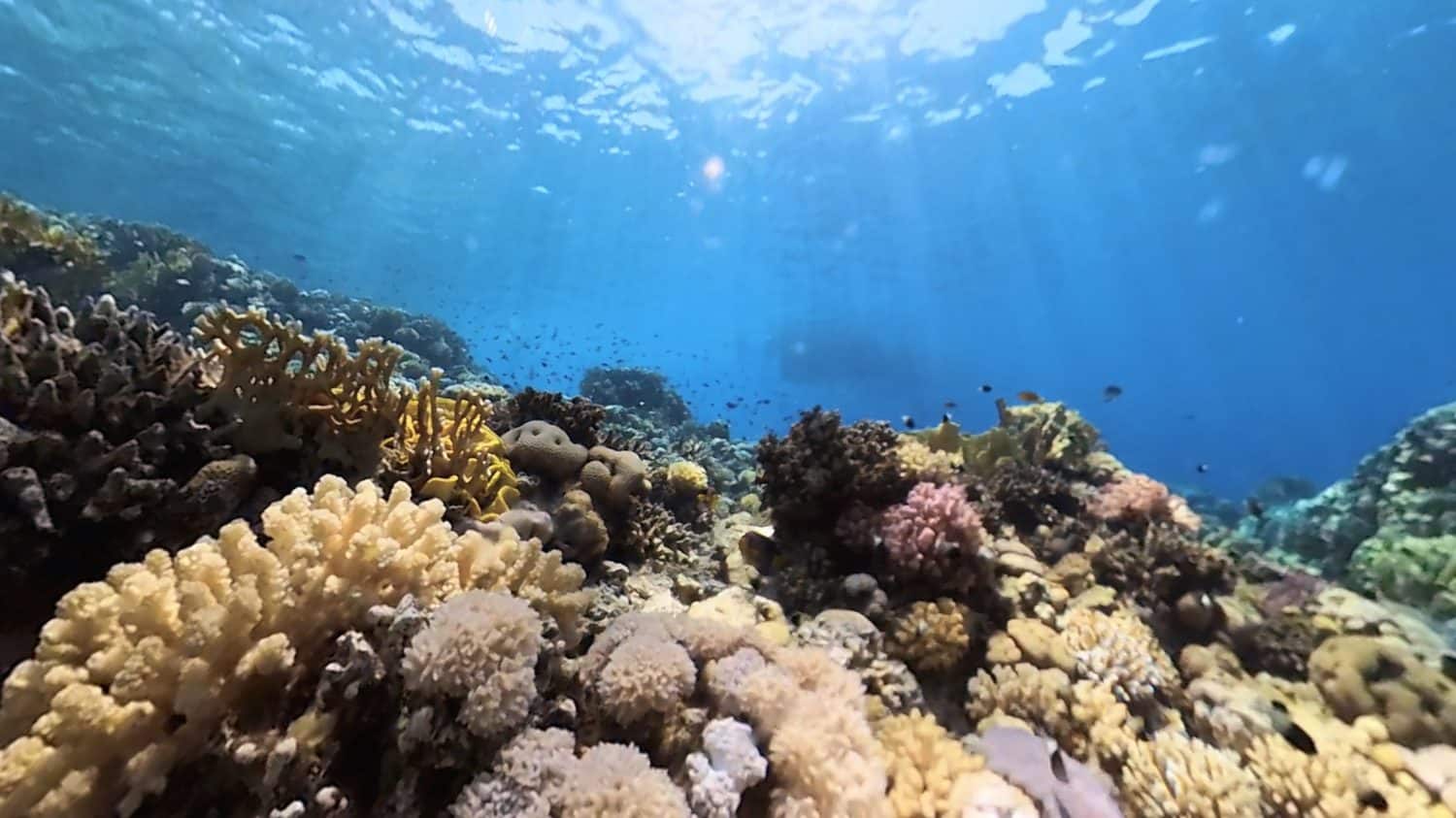 Underwater world coral reefs sea
