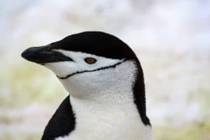 Chinstrap penguin close up in Antarctica