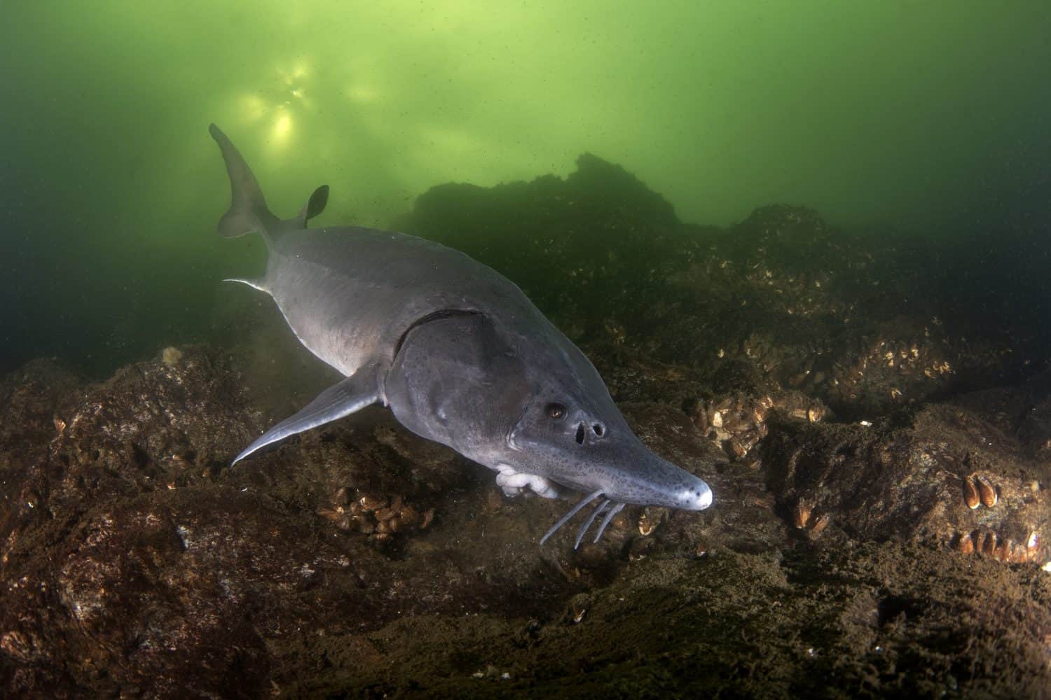 Sturgeon is feeding in the lake. Siberian sturgeon in the deepwater. Prehistoric fish with long body in dark water. 