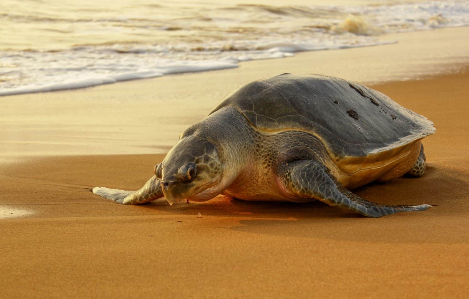 SMALL Olive ridley sea turtle