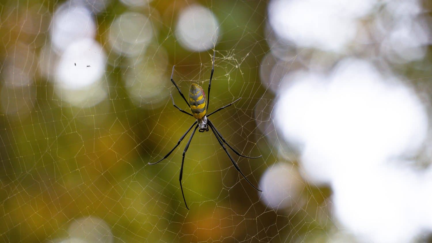 invasive species known as the joro spider