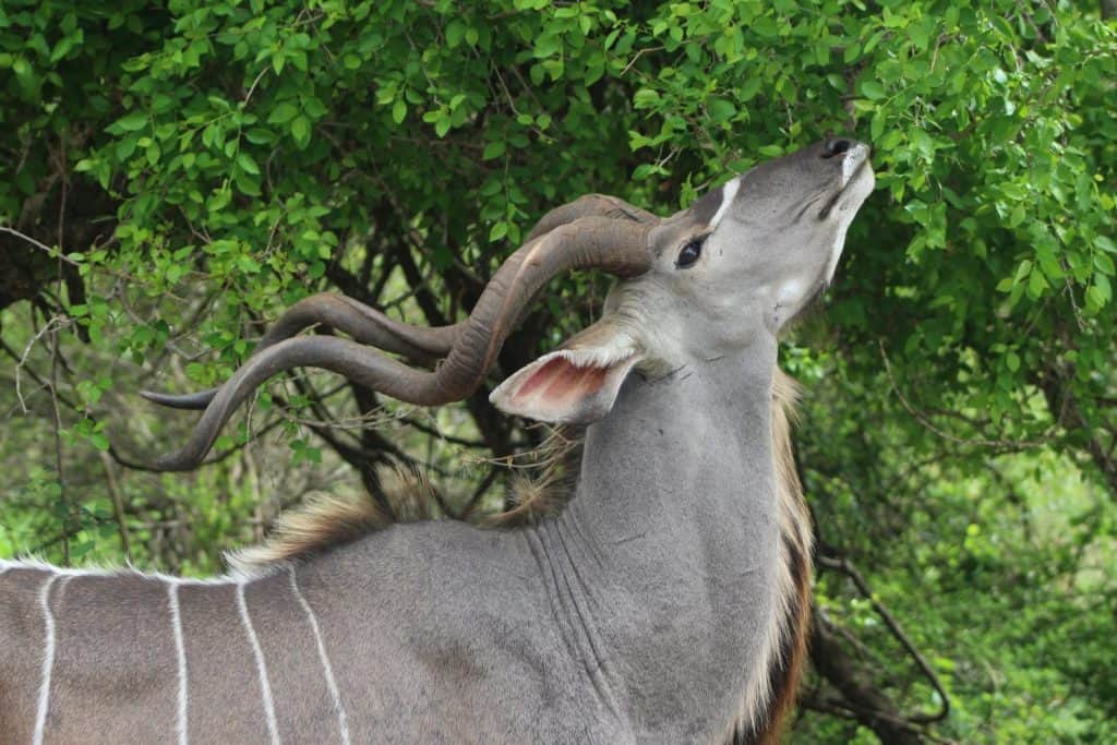 A close up shot of a beautiful Kudu in Kruger National Park, South Africa on a safari travel holiday