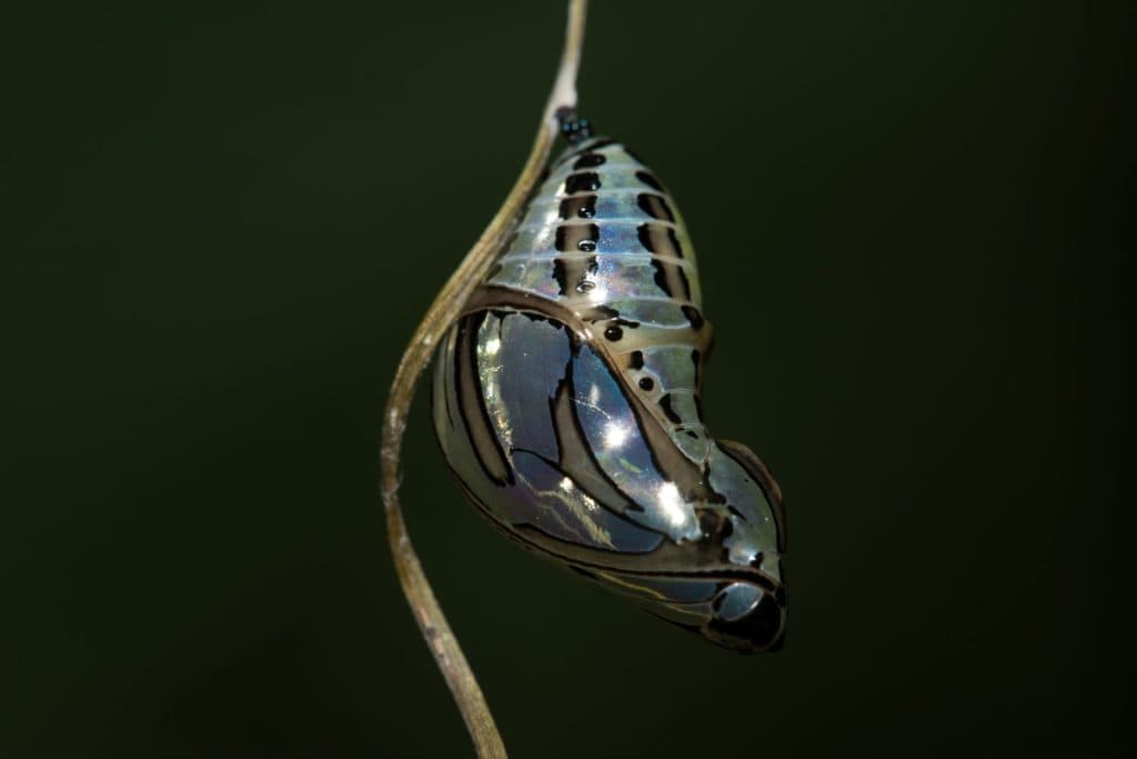 Chrysalis Transforming in Ecuador's Rainforest