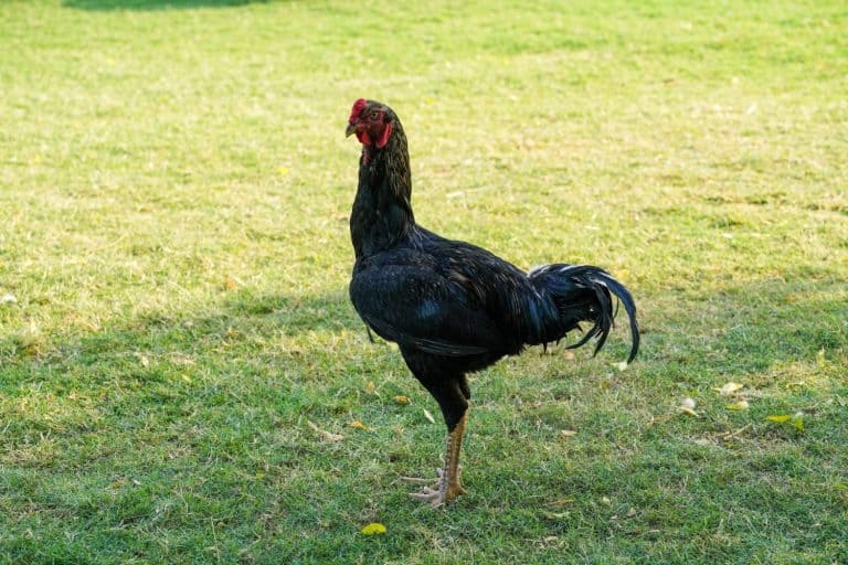 stunning rooster of Shamo chicken