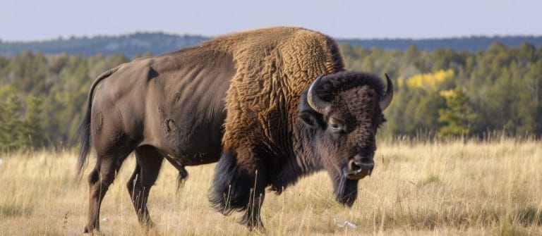 Bison