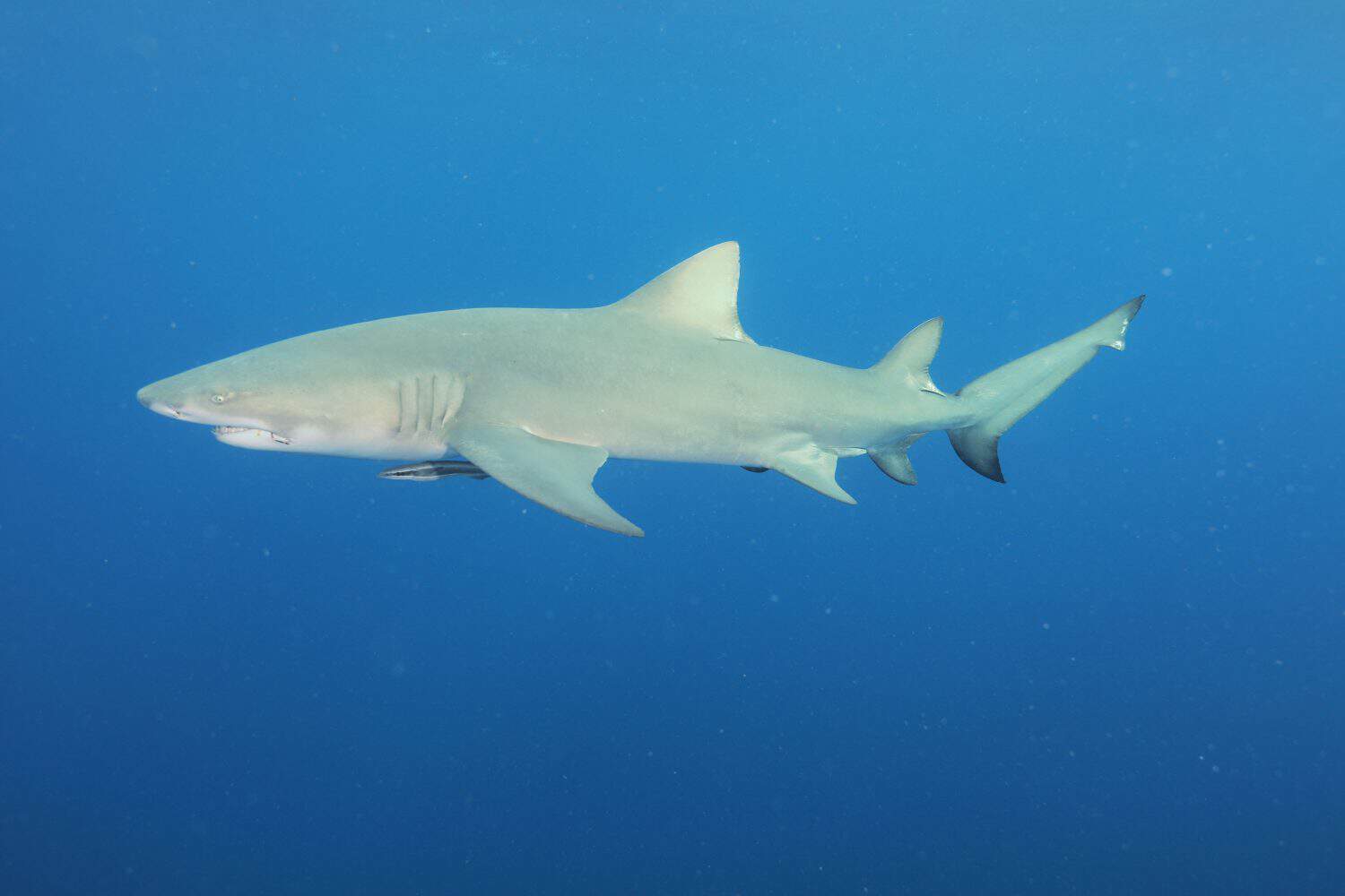 Lemon Shark in the Atlantic Ocean
