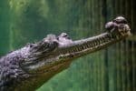 Gharial