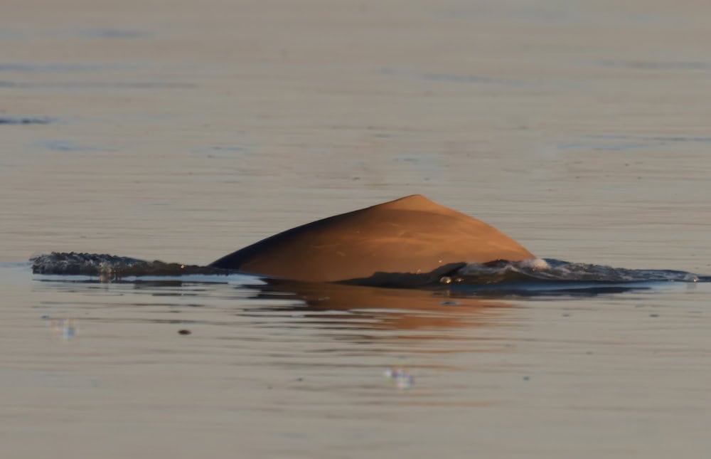 Indus River Dolphin (Platanista minor).

"Endangered" on IUCN Red List of Threatened Species. Facing extinction due to pollution, dams etc. Found mostly in main stream of Indus River of Pakistan.