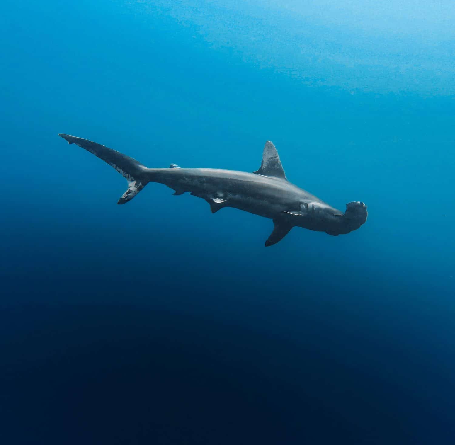 A piebald scalloped hammerhead shark swimming in Nuku Hiva, French Polynesia, Marquesas islands