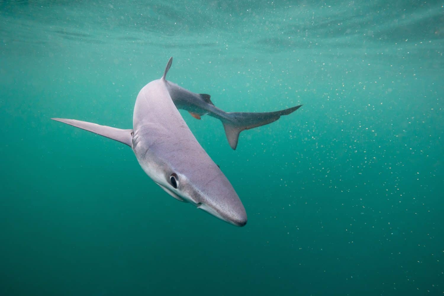 Blue shark underwater close up wide angle