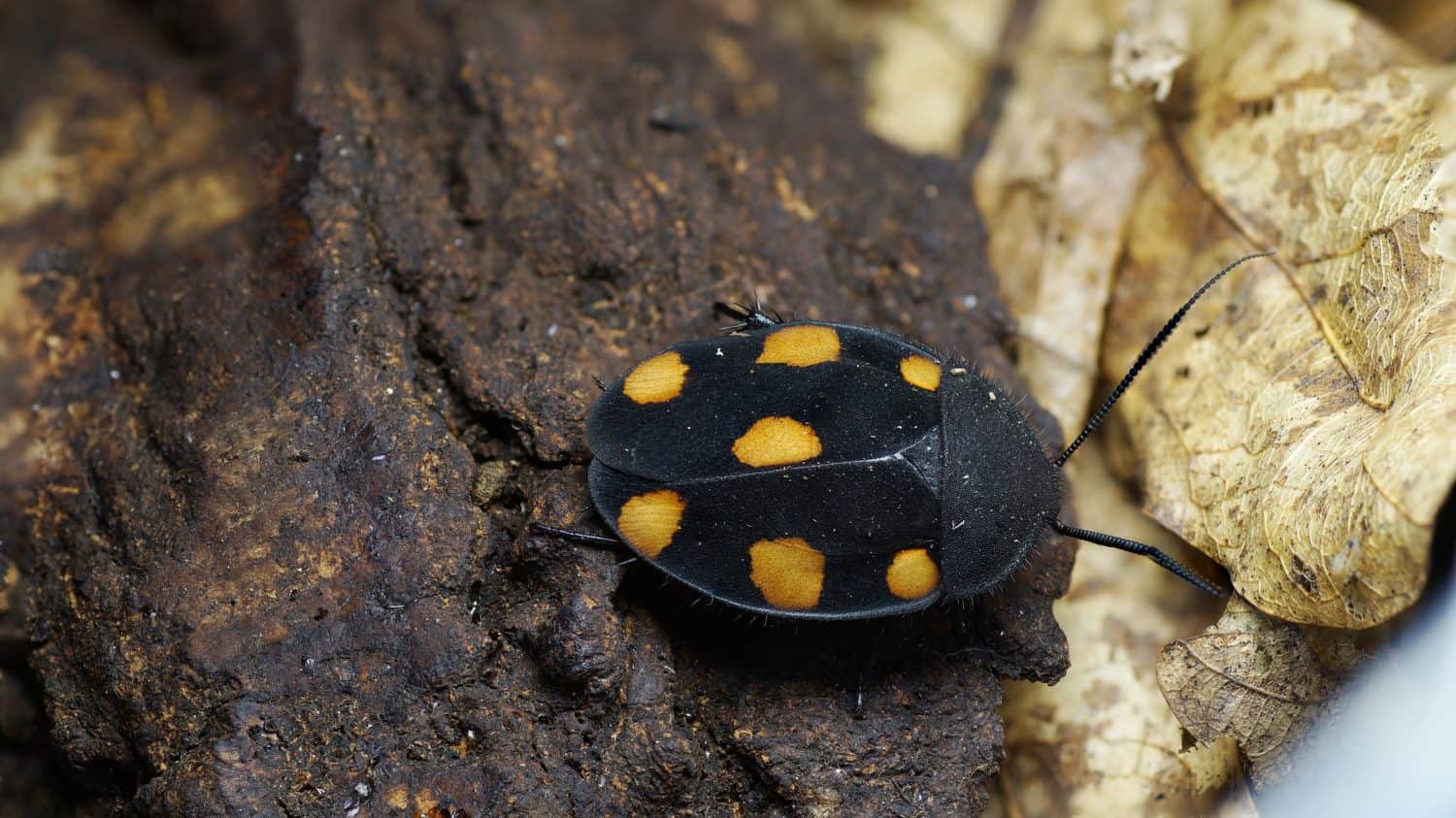 Therea regularis is a species of cockroaches from India.