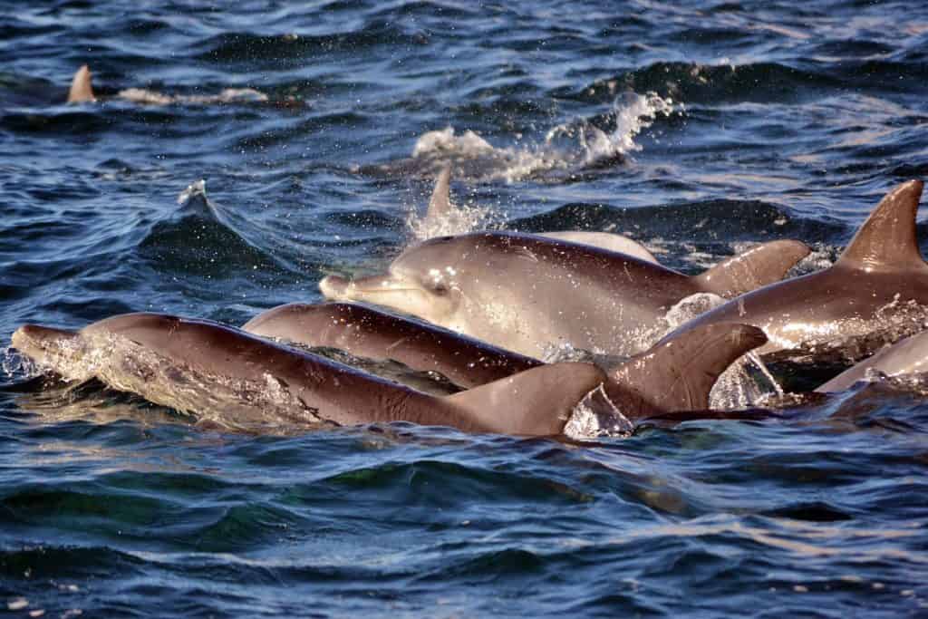 Indo-Pacific bottlenose dolphins surfacing in Algoa Bay, South Africa