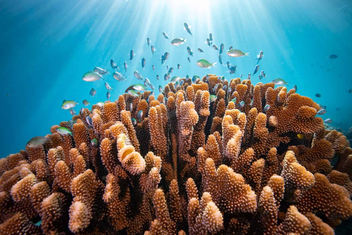 Healthy colorful coral reef biodiversity