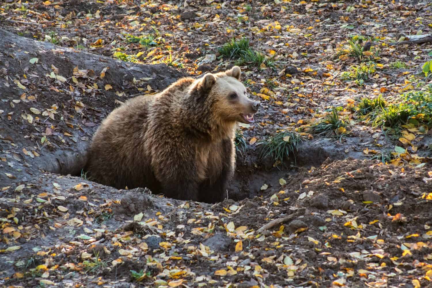 a brown bear in the autumn forest came out of the den. Rehabilitation, reserve with natural conditions.