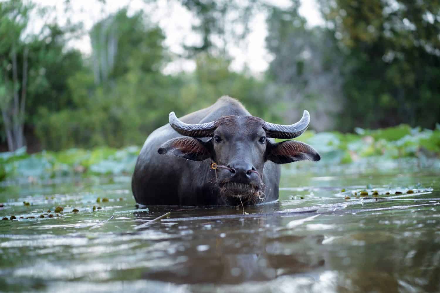 Thai buffalo, water buffalo in Thailand. Buffalo in the corral. Thai buffalo in rural village.