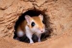 Gerbils