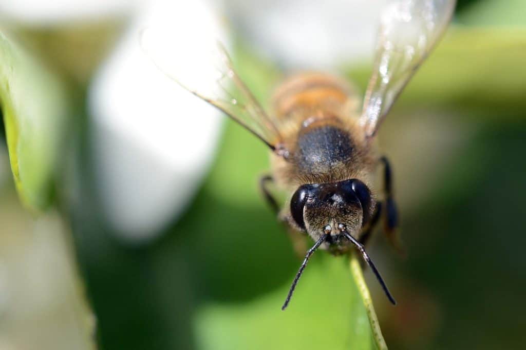 a macro photo of an African honeybee sitting on an orange tree's leaf