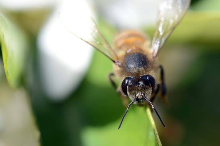 a macro photo of an African honeybee sitting on an orange tree's leaf