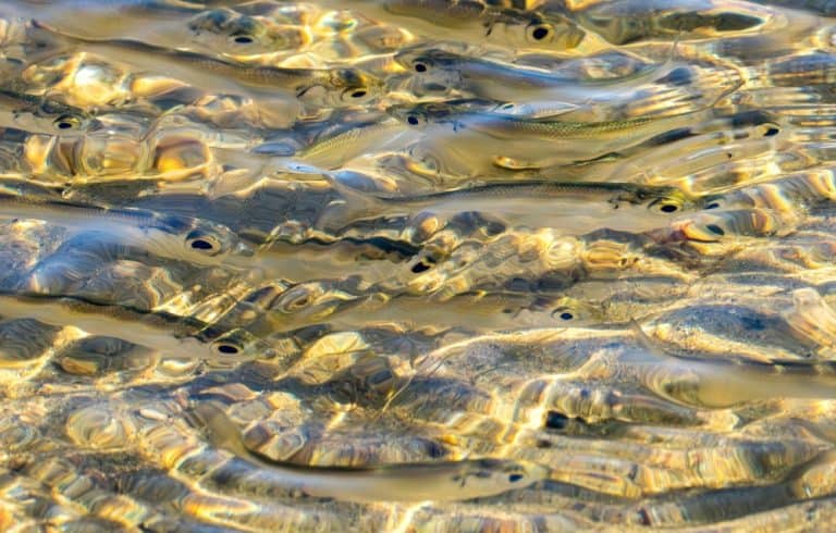 A school of minnow fish with big eyes swimming in a clear shallow pond.