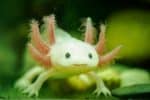 Axolotl