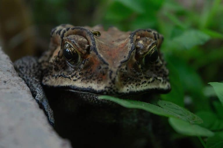 Toads with the scientific name Duttaphrynus melanostictus, Bufonidae have many mucus glands that produce a thick, white liquid containing a variety of toxins.