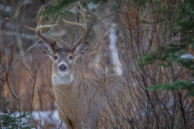 Large atypical whitetail buck during rut