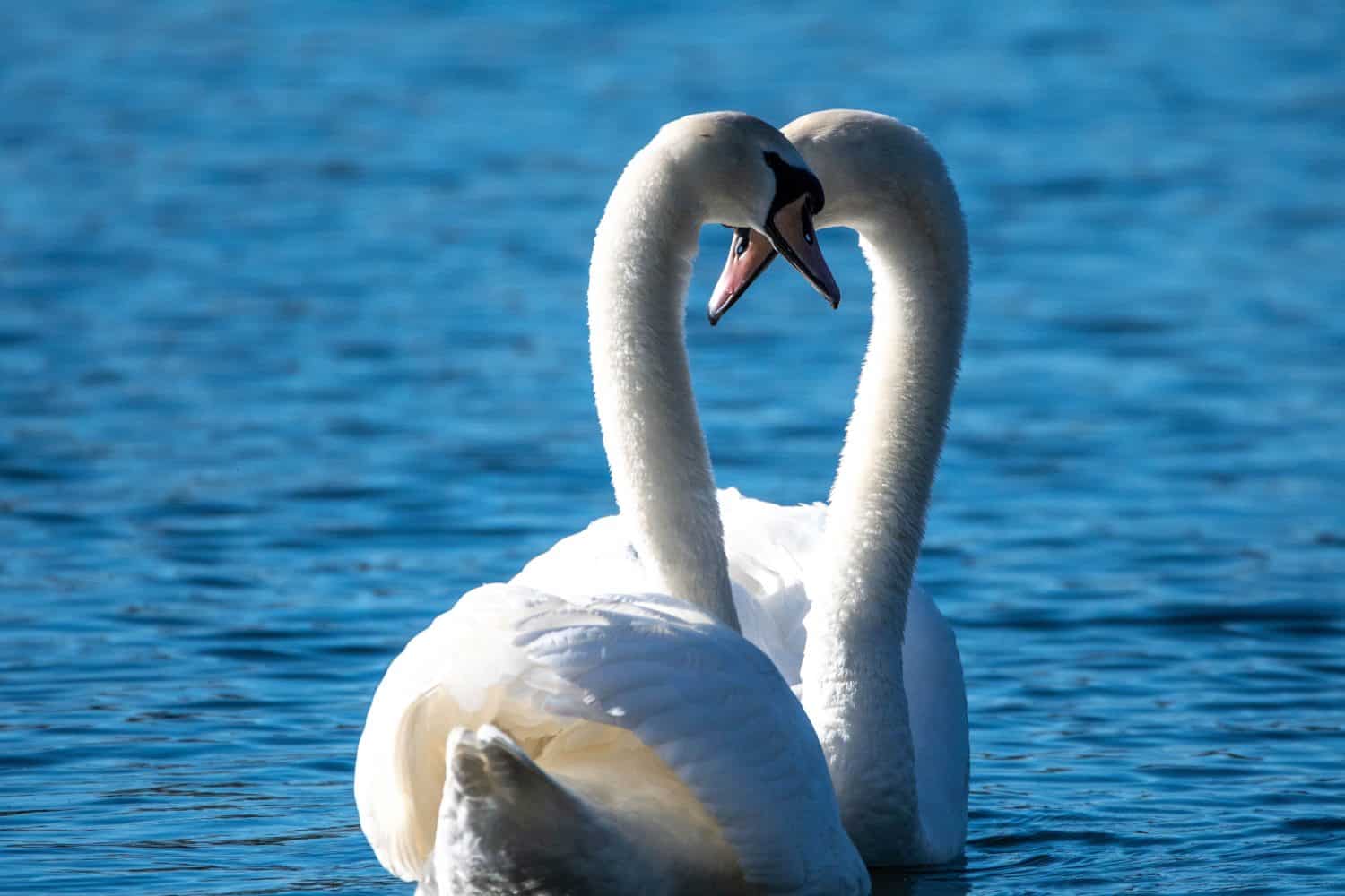 Two mute swans hugging in the blue water