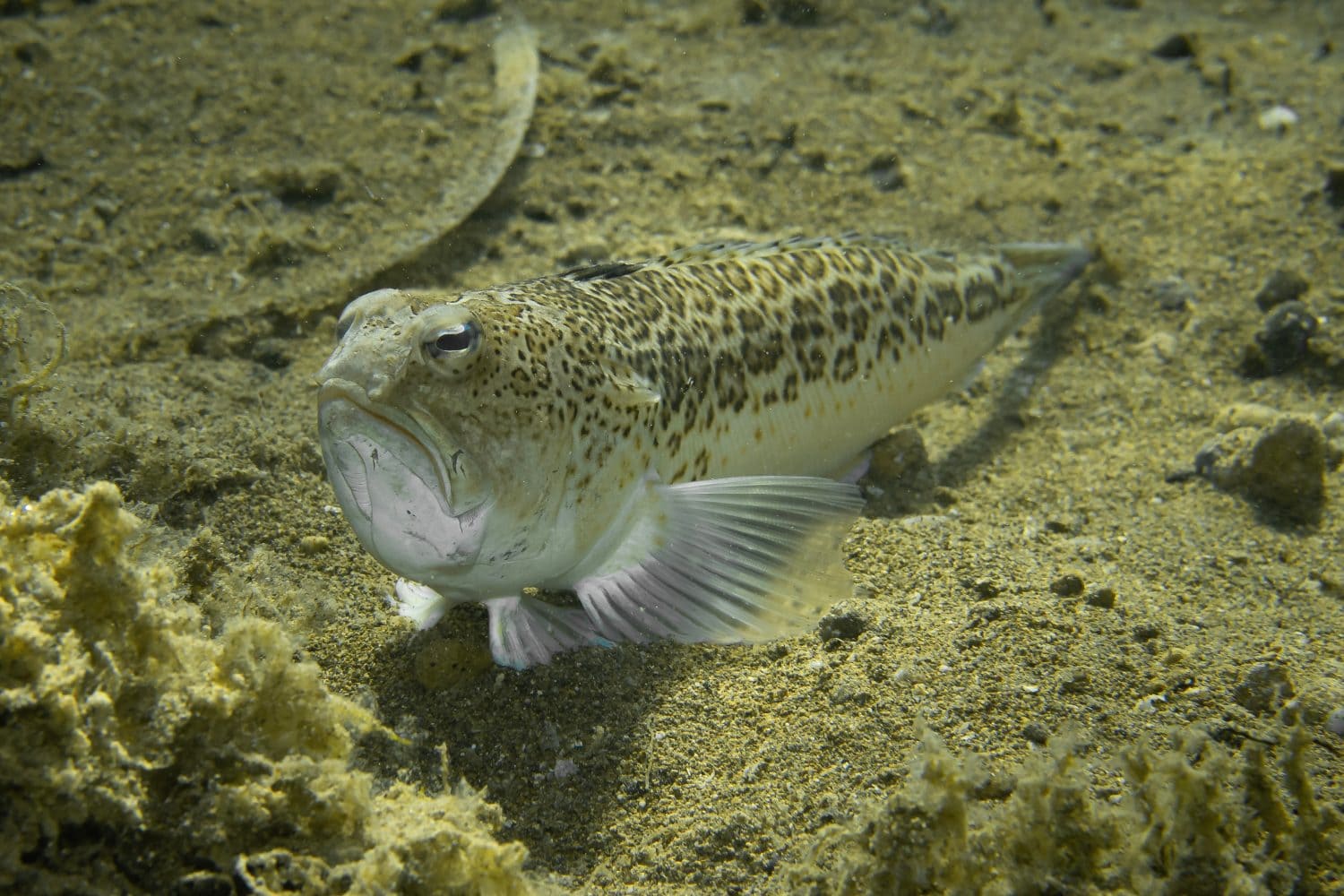 The starry weever, or streaked weever (Trachinus radiatus) is a fish of the family Trachinidae