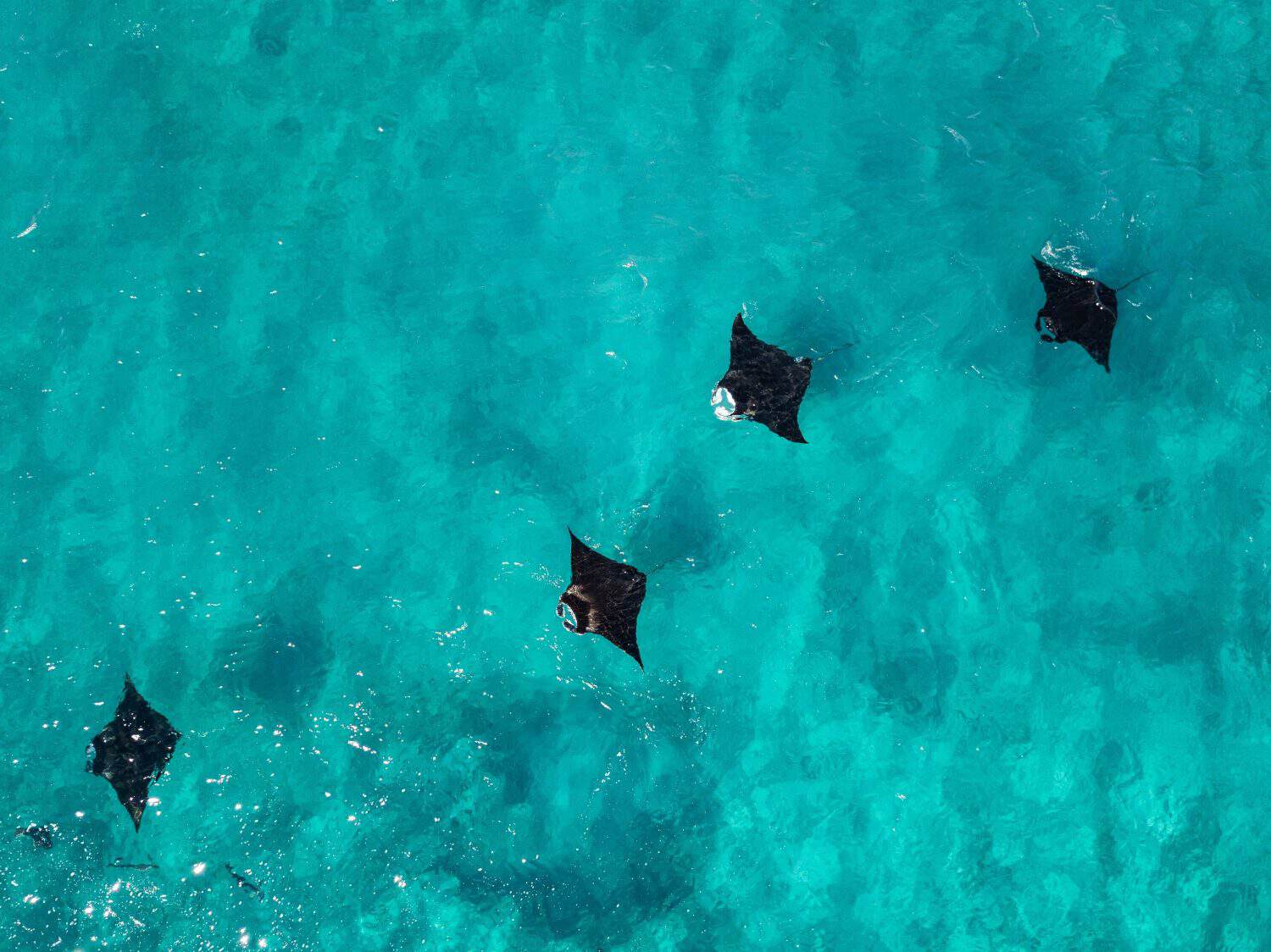 Aerial image of manta-ray mating chain