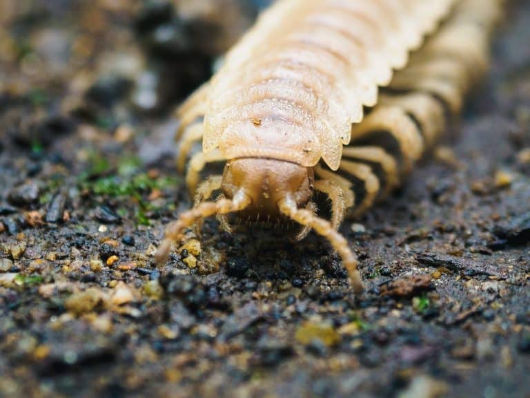 selective focus,close-up of albino flat-back,keeled millipede's(Xystodesmidae) head and segmented body, showcasing its intricate details and fascinating morphology