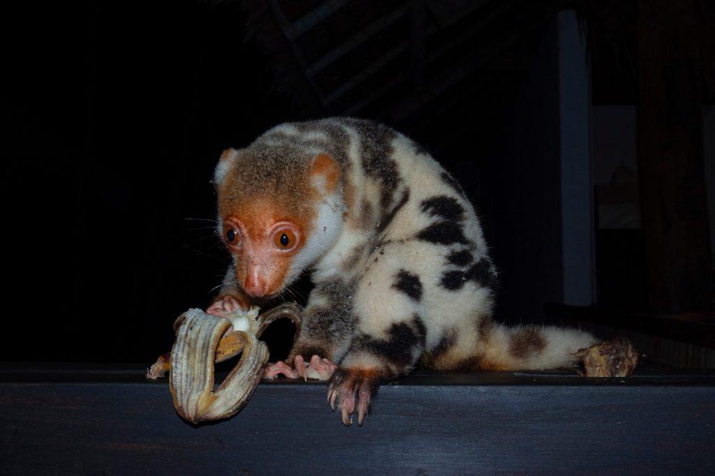 common spotted cuscus, white cuscus, aklang or gabi (Spilocuscus maculatus) Papua, Indonesian