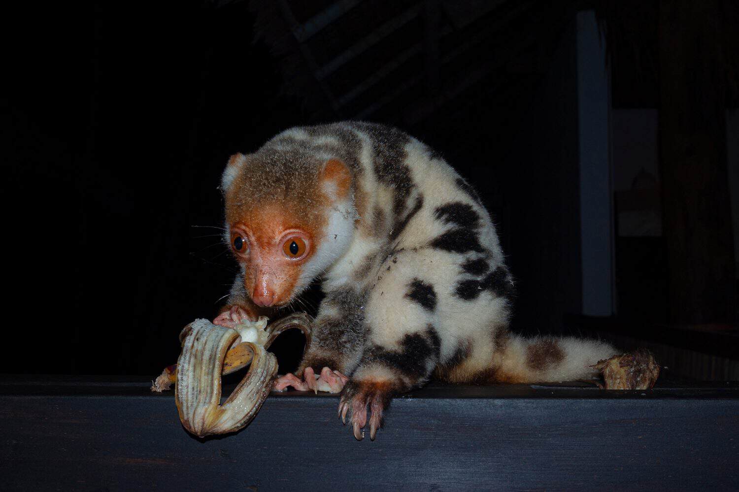 common spotted cuscus, white cuscus, aklang or gabi (Spilocuscus maculatus) Papua, Indonesian